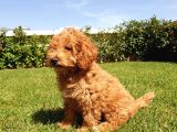 A Kalite Orjinal Red Toy Poodle Yavrularimiz