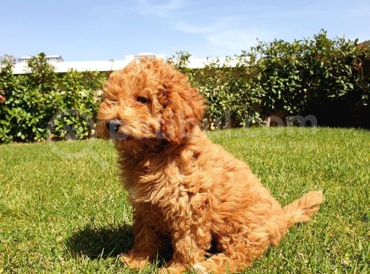 A Kalite Orjinal Red Toy Poodle Yavrularimiz görsel