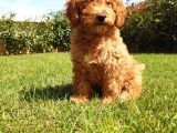 A Kalite Orjinal Red Toy Poodle Yavrularimiz