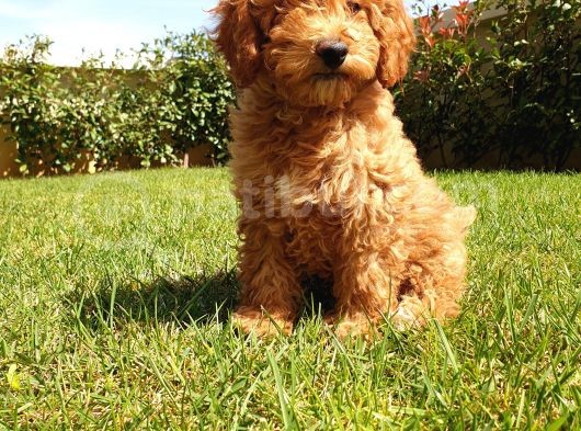 A Kalite Orjinal Red Toy Poodle Yavrularimiz görsel