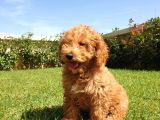 A Kalite Orjinal Red Toy Poodle Yavrularimiz
