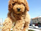 Saglik Ve Irk Garanti̇li̇ Red Toy Poodle Yavrularimiz