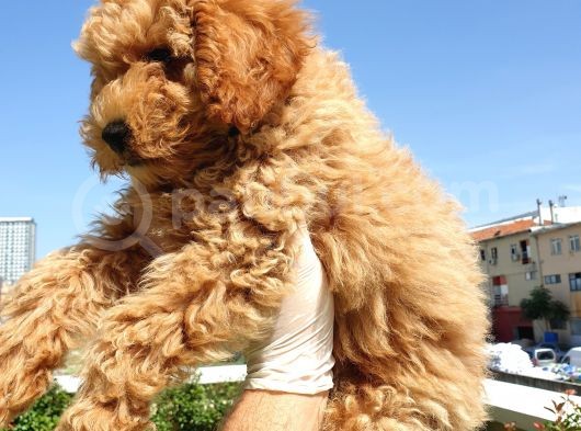 Saglik Ve Irk Garanti̇li̇ Red Toy Poodle Yavrularimiz görsel