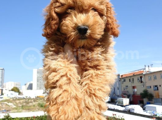 Saglik Ve Irk Garanti̇li̇ Red Toy Poodle Yavrularimiz görsel