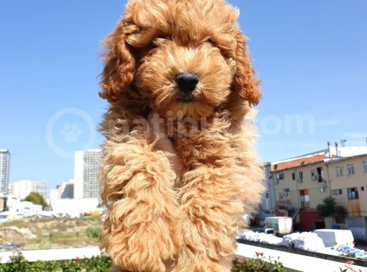 Saglik Ve Irk Garanti̇li̇ Red Toy Poodle Yavrularimiz görsel