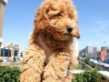 Saglik Ve Irk Garanti̇li̇ Red Toy Poodle Yavrularimiz
