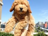Saglik Ve Irk Garanti̇li̇ Red Toy Poodle Yavrularimiz