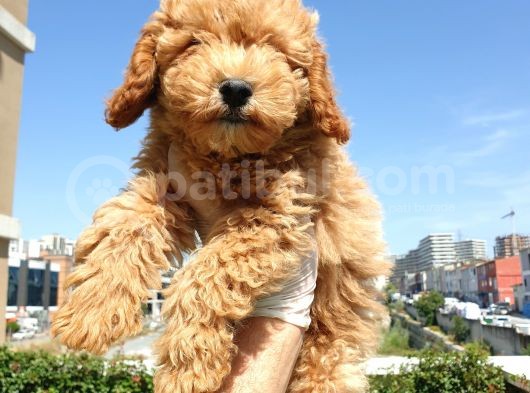 Saglik Ve Irk Garanti̇li̇ Red Toy Poodle Yavrularimiz