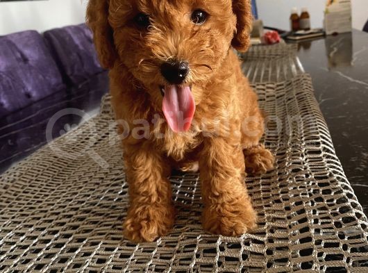 Ev Doğumlu Toypoodle Bebekler görsel