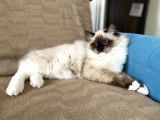 Maviş Ragdoll