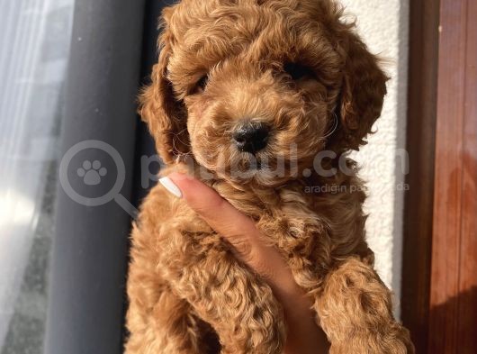 Ev Ortamında Büyüyen Toypoodle Bebeklerimiz görsel