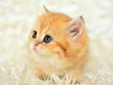 Golden Rengi̇ni̇n En Güzel Tonu Ny11 Bri̇ti̇sh Shorthai̇r