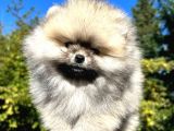 Si̇lver Di̇şi̇ Pomerani̇an