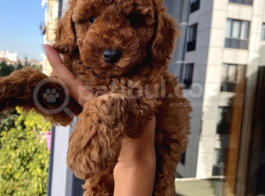 Sağlık Ve Irk Garantili Toypoodle Bebekler görsel