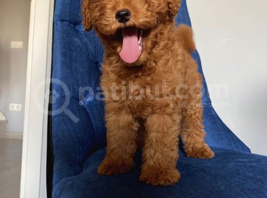 Sağlık Ve Irk Garantili Toypoodle Bebekler görsel