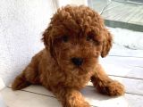 Safkan Ve Korekan Toypoodle Yavrular
