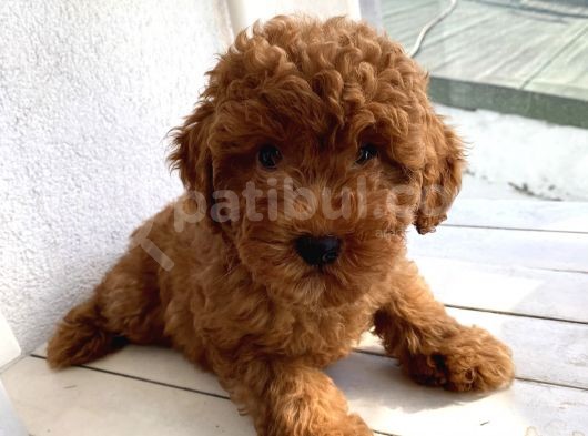 Safkan Ve Korekan Toypoodle Yavrular görsel
