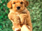 Teacup Malti̇po Yavrumuz