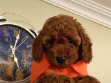 Ev Ortamında Büyüyen Toypoodle Bebeklerimiz