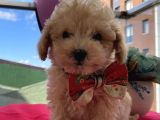 Pasaportlu Toypoodle Yavrular