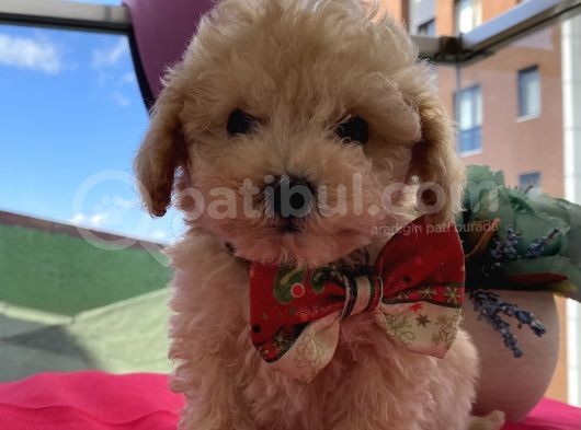Pasaportlu Toypoodle Yavrular görsel
