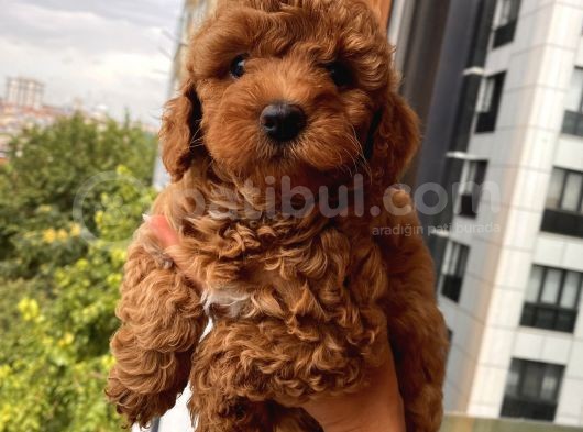 Ev Doğumlu Toypoodle Bebekler görsel