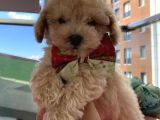 Ev Ortamında Büyüyen ToyPoodle Yavrular