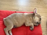 French Bulldog Iki Aylik