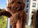 Safkan Ve Korekan Toypoodle Yavrular