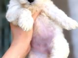 Maltese 0 Numara Di̇şi̇ Erkek Üst Kali̇te Bebekler