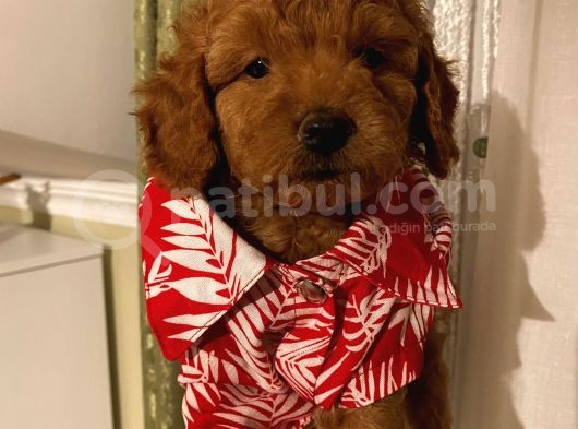 Karamelll.toypoodle ‘In Bebekleriiii görsel