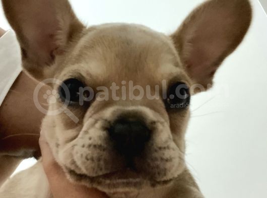 French Bulldog Iki Aylik görsel