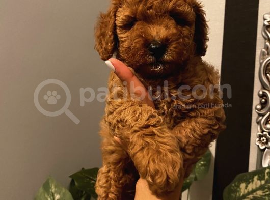 Karamelll.toypoodle ‘In Bebekleriiii görsel