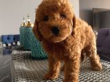 Pasaportlu Toypoodle Yavrular