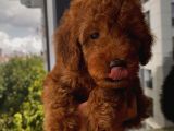 Pasaportlu Toypoodle Yavrular