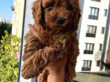 Sağlık Ve Irk Garantili Toypoodle Bebekler