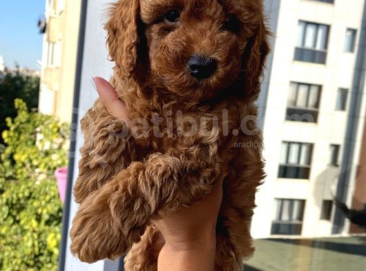 Sağlık Ve Irk Garantili Toypoodle Bebekler görsel