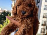 Safkan Ve Korekan Toypoodle Yavrular