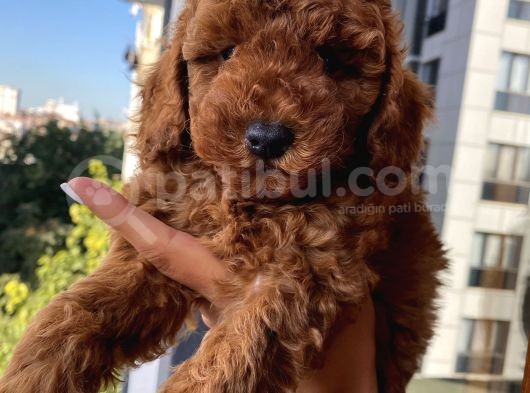 Safkan Ve Korekan Toypoodle Yavrular görsel