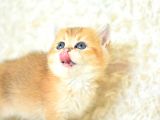 Şampi̇yon Soyundan Ny11 Golden Bri̇ti̇sh Shorthai̇r