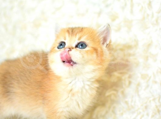 Şampi̇yon Soyundan Ny11 Golden Bri̇ti̇sh Shorthai̇r görsel