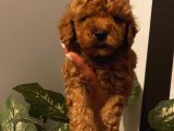 Karamelll.toypoodle ‘In Bebekleriiii