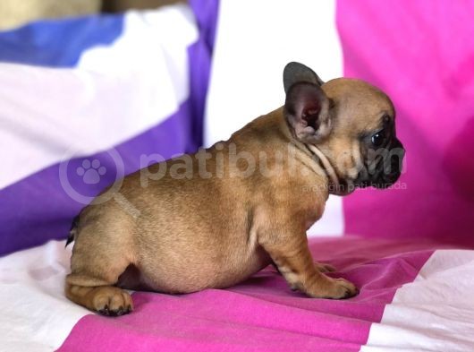 French Buldog görsel