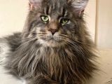Maine Coon 