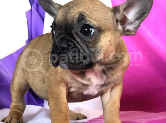 French Buldog