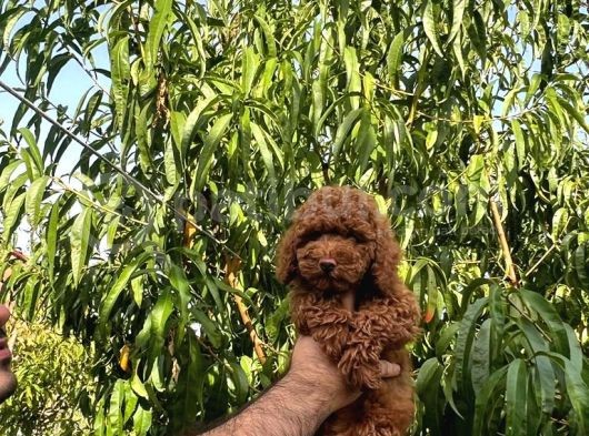 Safkan Orjinal Dark Red Toy Poodle Yavrularimiz görsel