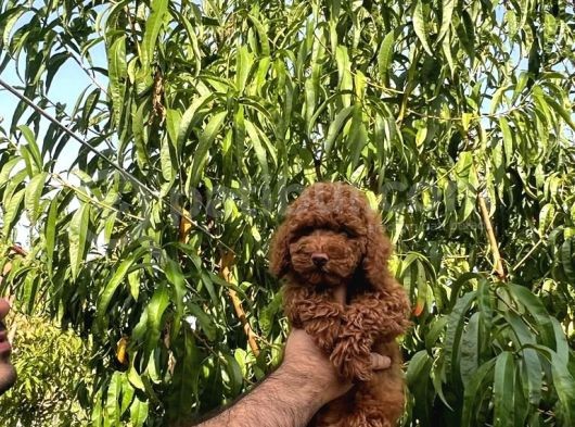 Safkan Orjinal Dark Red Toy Poodle Yavrularimiz