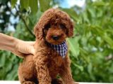 A Kalite Orjinal Red Toy Poodle Yavrularimiz