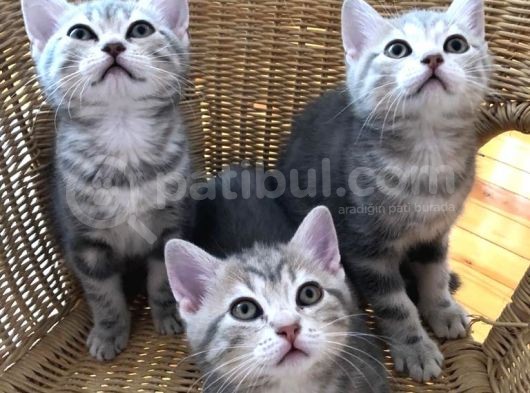 Çok Uyguna Bri̇ti̇sh Si̇lver Çok Özel Di̇şi̇ Ve Erkek Yavrular görsel