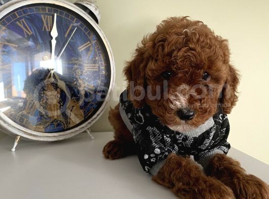 Mükemmel Kalitede Toypoodle Bebekler görsel